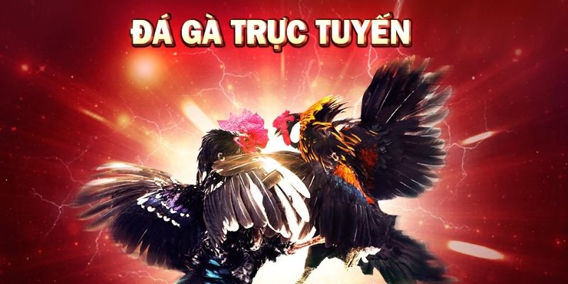 Đá gà HB88 có gì hấp dẫn